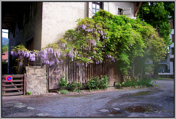 Wisteria in Samo&euml;ns
