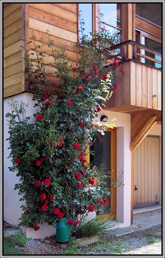 The rose by the door