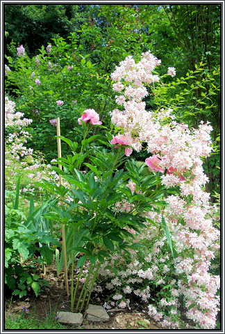 Peonies
